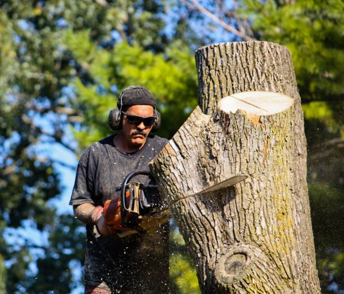 A Burlington tree root removal contractor.