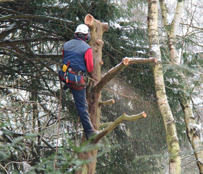 A contractor performing tree branch removal in Burlington.